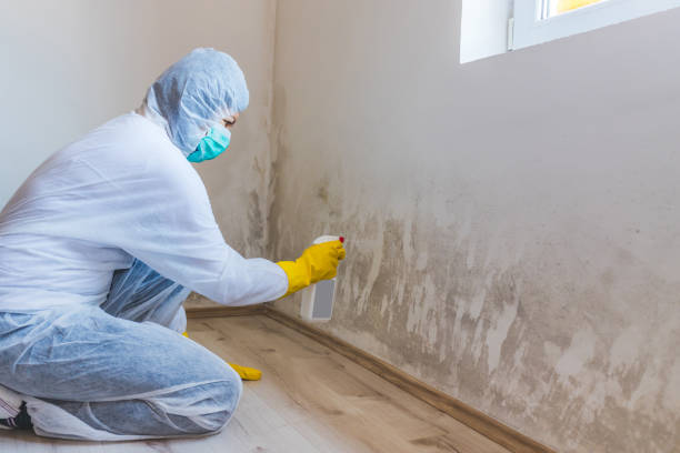 Licensed Crawl Space Mold Removal service in Brighton, MI - WQB Mold Removal